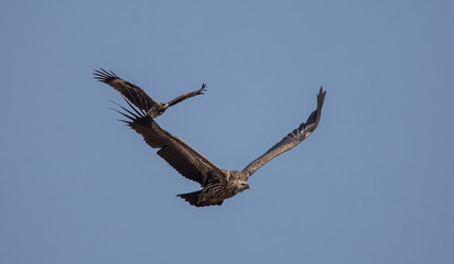 Himalayan griffon vulture (Gyps himalayensis) flying in sky.