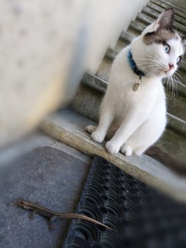 5 8 Best Lezard Images Stock Photos Vectors Adobe Stock