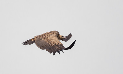 Himalayan griffon vulture (Gyps himalayensis) flying in white background.