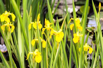 Yellow blooming irises in a pond