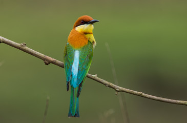 Chestnut-headed Bee-eater (Merops leschenaulti) on branch tree.