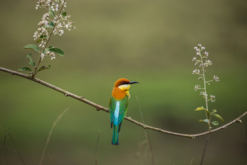 Chestnut-headed Bee-eater (Merops leschenaulti) on branch tree.