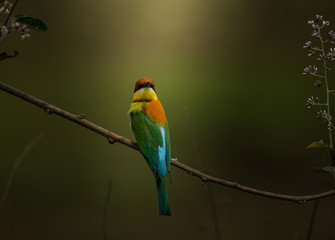 Chestnut-headed Bee-eater (Merops leschenaulti) on branch tree.