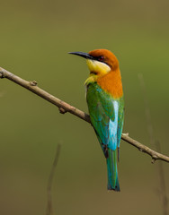 Chestnut-headed Bee-eater (Merops leschenaulti) on branch tree.
