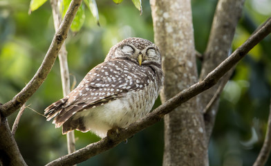 Spotted owlet ( Athene brama) on branch tree.