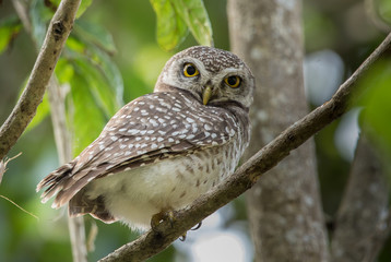 Spotted owlet ( Athene brama) on branch tree.