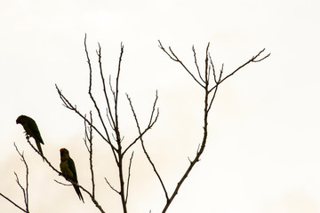 silhouette of a tree with birds