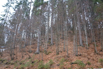 Landschaft Wasser Natur Wald