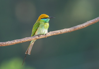  Little Green bee-eater (Merops orientalis) on branch tree.