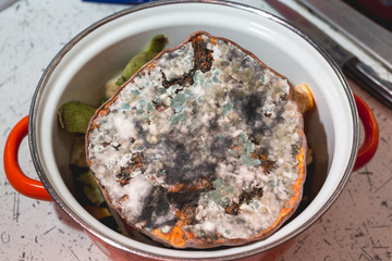 Moldy pumpkin in the pan. Close up mold view.