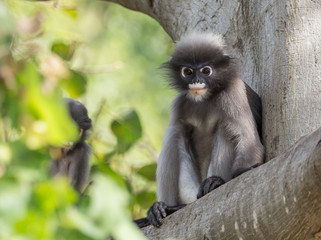 Dusky Langur (Trachypithecus obscurus)  Childhood on the tree.
