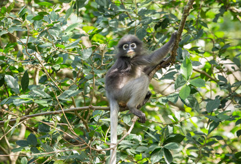 Dusky Langur (Trachypithecus obscurus)  Childhood on the tree.