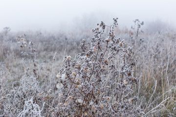 Field of grass and flowers covered with hoarfrost
