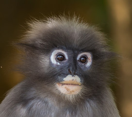 Fototapeta premium Dusky Langur (Trachypithecus obscurus)