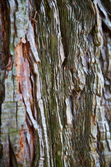 old tree bark structure