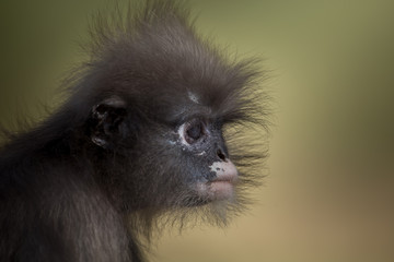  Dusky Langur (Trachypithecus obscurus) closeup shot.
