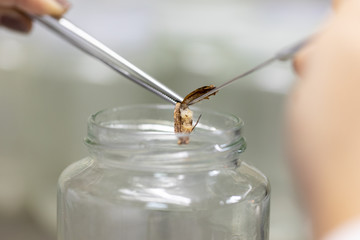Plant tissue culture techniques in laboratory.