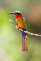 The red-throated bee-eater (Merops bulocki) sitting on the branch with green background. African very colorful bee-eater on a branch of green background.