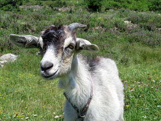 Goat grazing on the green grass in the mountains. Summer pasture, picturesque rural landscape, meadow with wild flowers