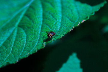 fly