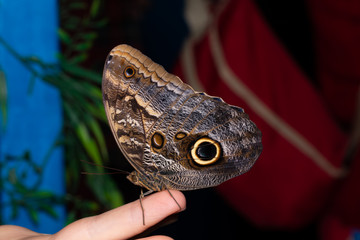 Beautiful butterfly sitting on a woman's finger