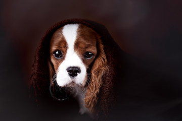 Cavalier King Charles Welpe Portrait Nebel
