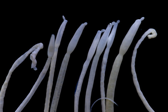 The study of Acanthocephala is a phylum of parasitic worms known as acanthocephalans, thorny-headed worms or spiny-headed worms in laboratory.