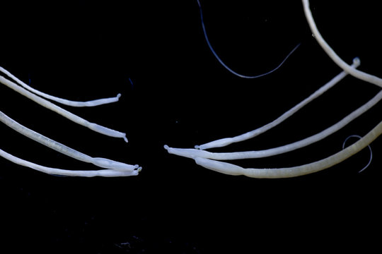 The study of Acanthocephala is a phylum of parasitic worms known as acanthocephalans, thorny-headed worms or spiny-headed worms in laboratory.