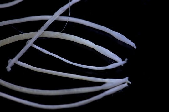 The study of Acanthocephala is a phylum of parasitic worms known as acanthocephalans, thorny-headed worms or spiny-headed worms in laboratory.