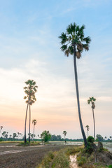 Fototapeta premium Fields that are preparing the soil for rice cultivation and have palm trees. During the sunset time.