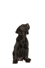 Black labrador retriever puppy sitting and looking up isolated on a white background