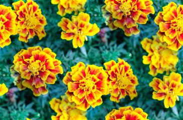 Naklejka na ściany i meble French Marigold flowers (Tagetes Patula L.) are blossoming on tree in flowers garden