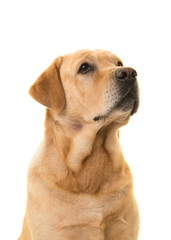 Portrait of a blond labrador dog looking up isolated on a white background