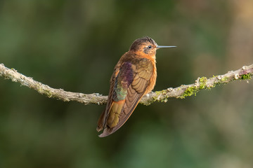Shining Sunbeam Hummingbird (Aglaeactis cupripennis), Ecuador