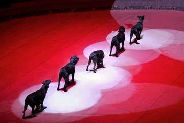Row of trained black dogs on circus stage under red lights