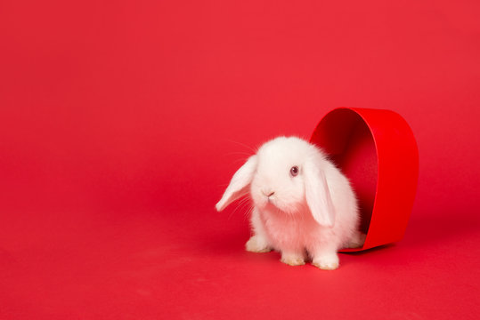 Cute young white rabbit in a red heart shaped box on a red background