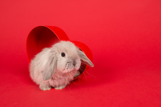 Cute young grey rabbit in a red heart shaped box on a red background with copy space
