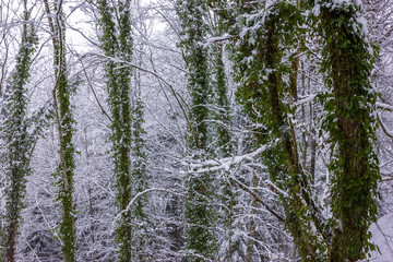 Winter forest combines snow and green leaves