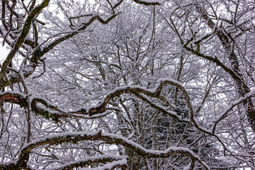 Snowy crowns of trees and interlacing of branches