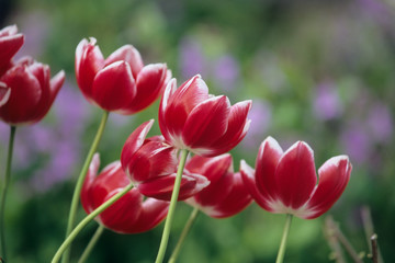 Red Tulip - 赤いチューリップ