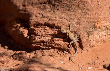 Valley of Fire State Park in Nevada, USA