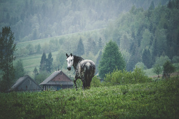 The horse grazes on the field. On the background of fog and houses in the mountains.