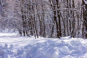 winter sunny landscape of trees alley