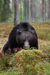 adult male brown bear sniffing blueberry sod in the rainy forest