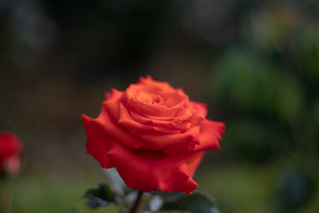 赤いバラ
