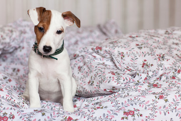 Jack Russell Terrier puppy sitting on the bed