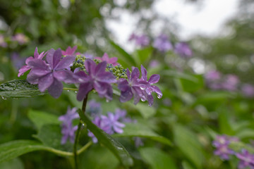 雨の紫陽花