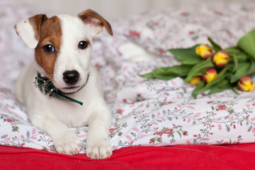 Congratulation. Gift. Puppy Jack Russell Terrier and a bouquet of tulips