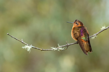 Shining Sunbeam Hummingbird (Aglaeactis cupripennis), Ecuador