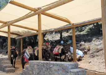 donkeys-vehicle to the cave of Zeus